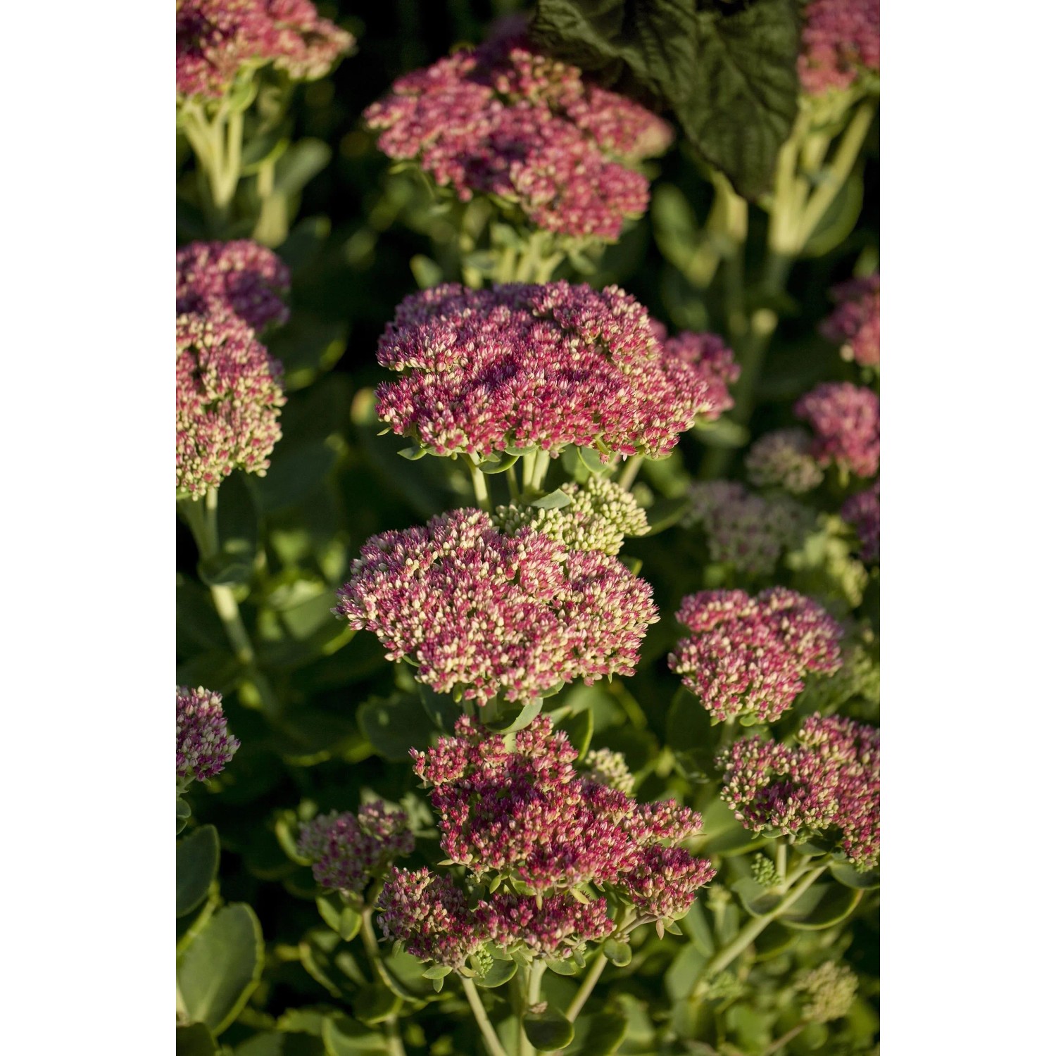 Detailaufnahme von rosafarbenen Fetthennen-Blüten im Spezialset Arbeitsloser Vorgarten.