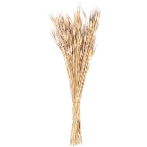 Getrocknetes Weizengras als Dekoration für Innenräume. Natürliche Trockenblume, ideal für Vasen und Gestecke.