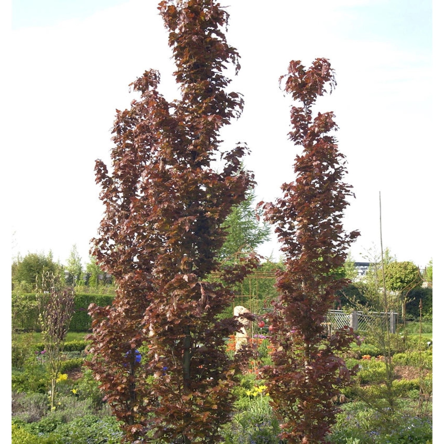 Rote Säulenbuche Rohan Obelisk 40-50cm - Fagus sylvatica günstig online kaufen