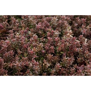 Rötliches Teppichsedum (Sedum Album Murale) im 9x9 cm Topf, ein Bodendecker.