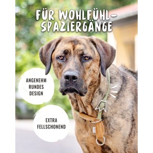 Hund mit grünem Rudelkönig Zugstopphalsband aus Nylon, Größe 5.