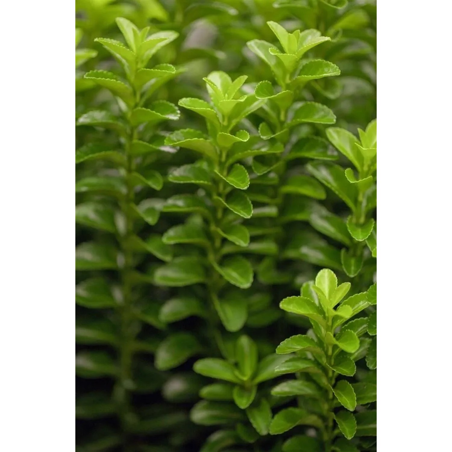 Euonymus japonicus 'Green Rocket' ca. 9x9 cm Topf