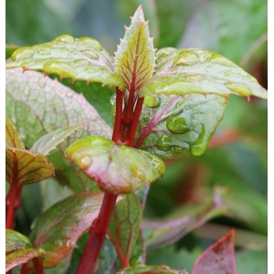 Nahaufnahme der Spalthortensie Rose Sensation mit roten Stielen und grünen Blättern mit Wassertropfen.