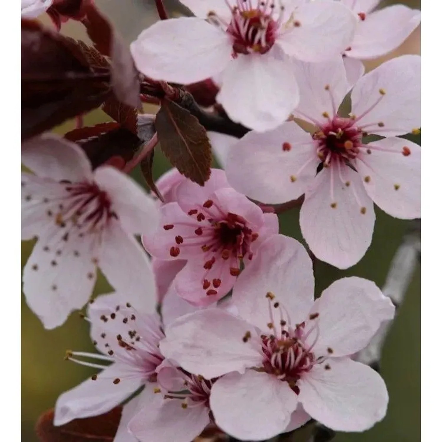 Hochstamm Blutpflaume Spring Glory 100-125cm - Prunus cerasifera