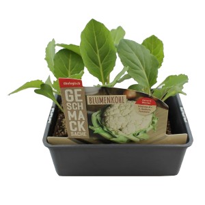 Blumenkohl Jungpflanze in 6er Schale, ideal für den Gemüseanbau im Garten.