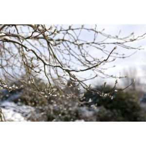 Nahaufnahme der Zweige einer Sternmagnolie mit Blütenknospen, leicht mit Schnee bedeckt.