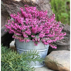 Winterheide Tanja (Erica carnea) im Zinkeimer mit pinkfarbenen Blüten.