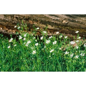 Weiße Heidenelke (Dianthus deltoides Albus) im 9x9 cm Topf. Bodendecker Staude für sonnige Standorte.