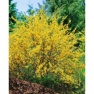 Besenginster 'Gelber Funke' mit leuchtend gelben Blüten, 40-60 cm hoch.