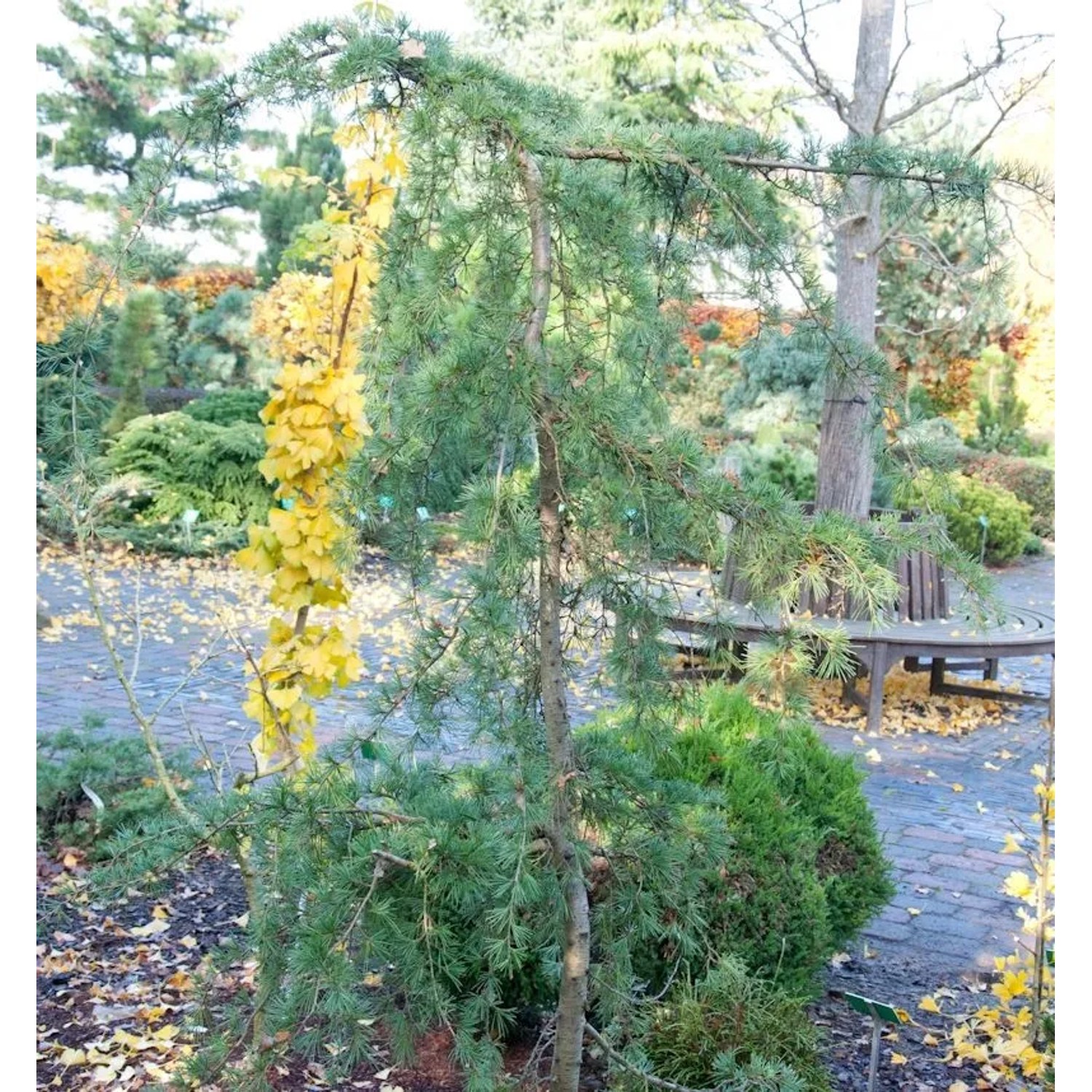 Hänge-Himalaya Zeder 125-150cm - Calocedrus deodara