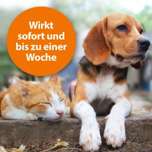 Katze und Hund mit Ardap Zecken- und Flohpuder für sofortigen Schutz.