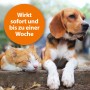 Katze und Hund mit Ardap Zecken- und Flohpuder für sofortigen Schutz.