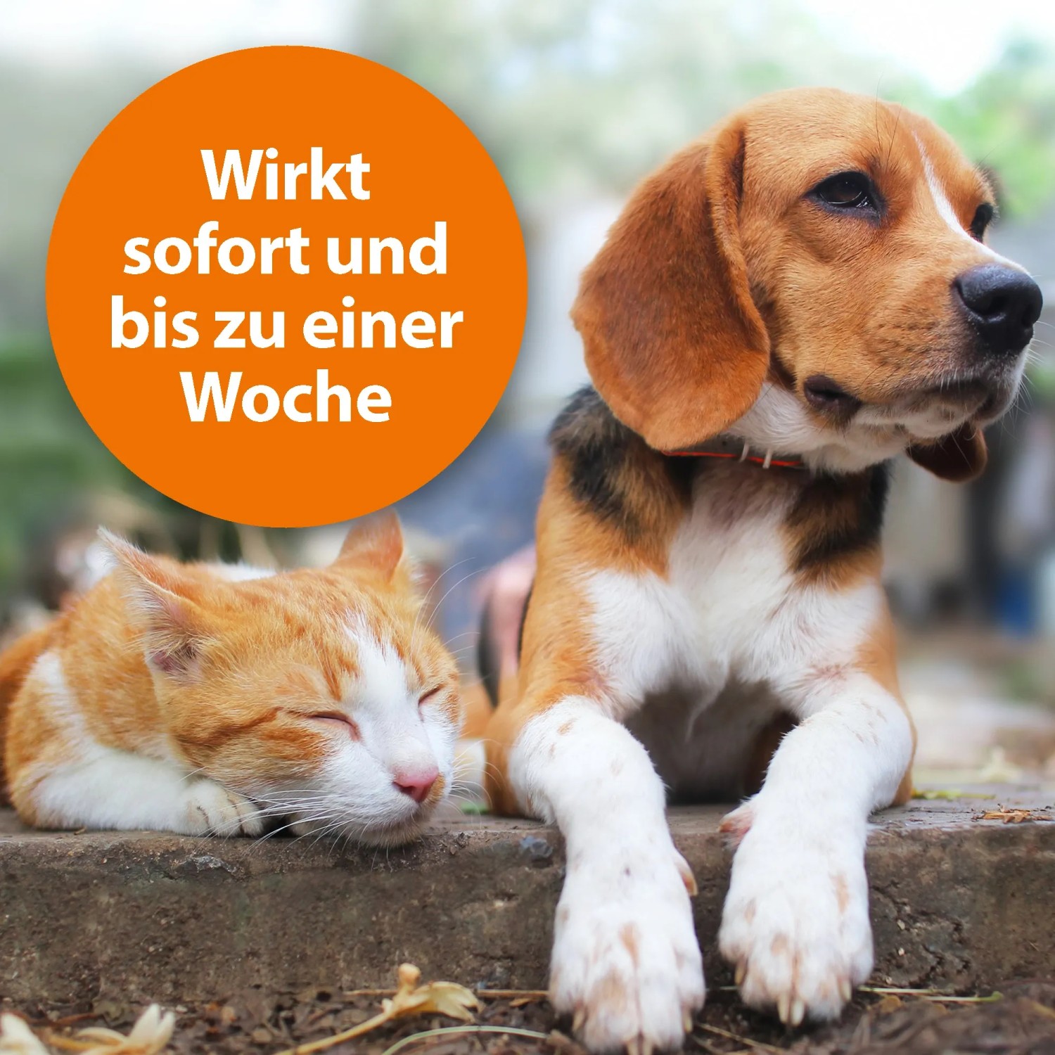 Katze und Hund mit Ardap Zecken- und Flohpuder für sofortigen Schutz.