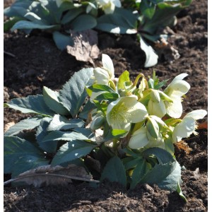 Christrose 'Double Ellen White' im Garten: Winterharte Staude mit gefüllten, weißen Blüten.