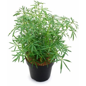 Orangenblume 'White Dazzler' im Topf, ca. 30 cm hoch, immergrüner Strauch mit schmalem Laub.