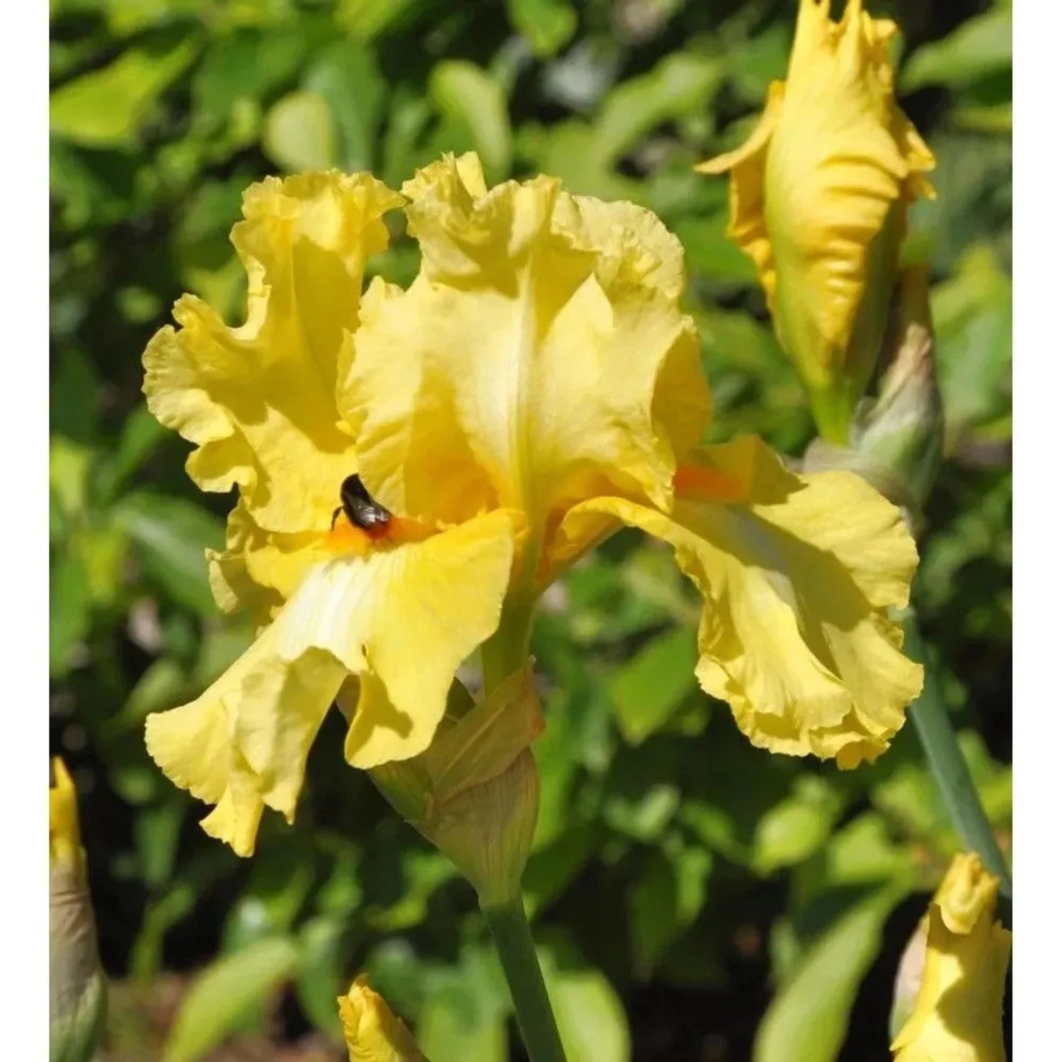 Schwertlilie Berkeley Gold - Iris barbata