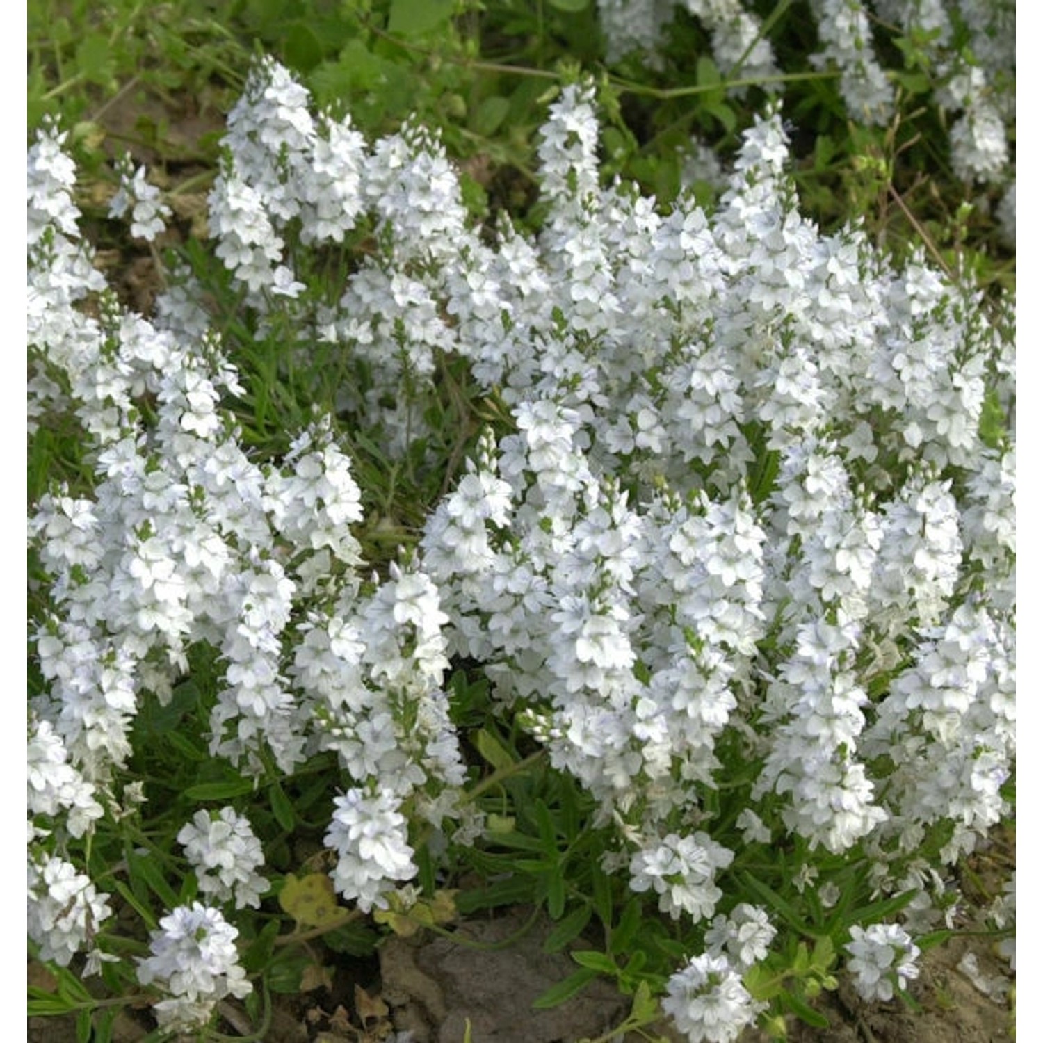 weißer niederliegender Garten Ehrenpreis - Veronica prostrata günstig online kaufen