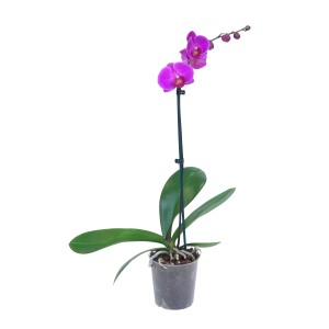 Schmetterlingsorchidee (Phalaenopsis) mit pinken Blüten im Topf.