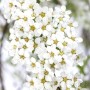 Nahaufnahme der weißen Blüten der Asch-Spiere (Spiraea Cinerea Grefsheim).