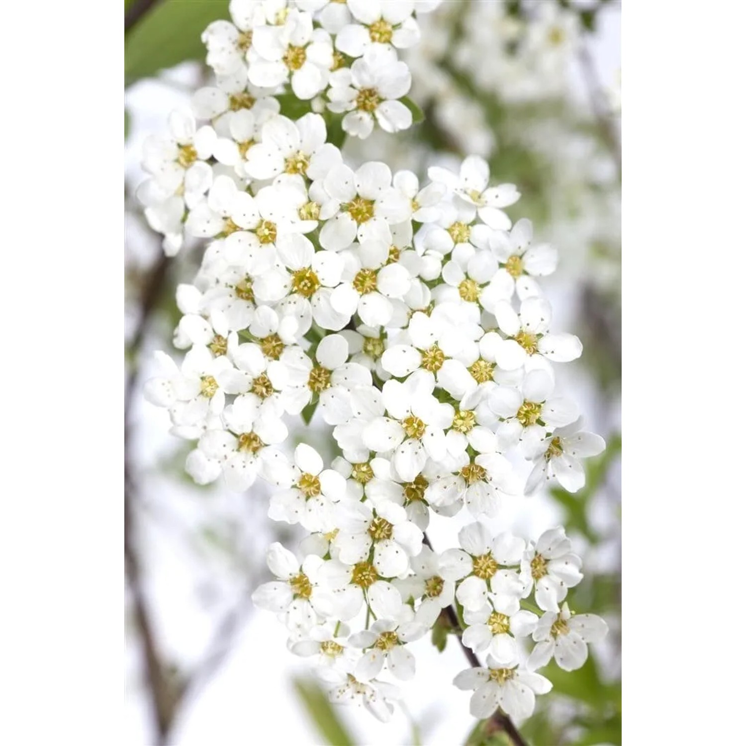 Nahaufnahme der weißen Blüten der Asch-Spiere (Spiraea Cinerea Grefsheim).