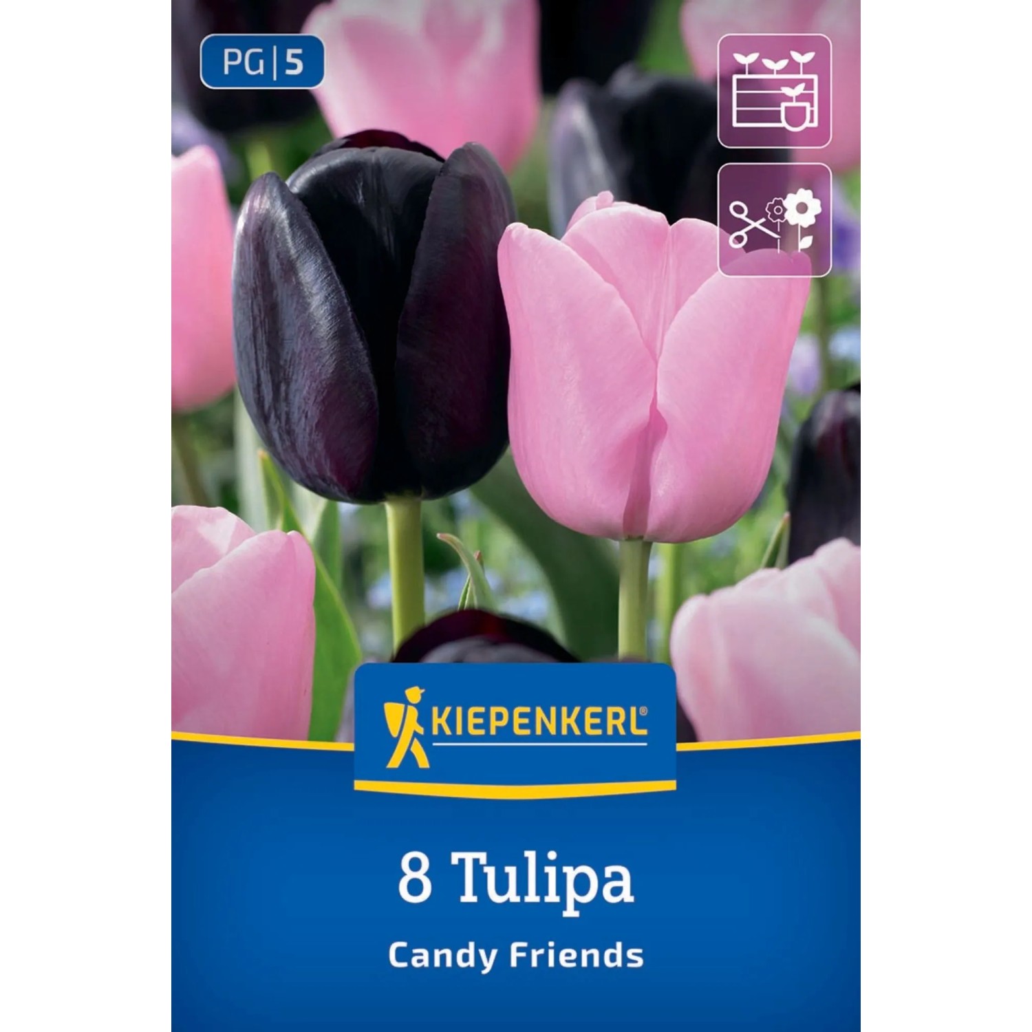 Kiepenkerl Blumenzwiebel Tulpen Mix Candy Friends 8 Stück
