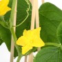 GROW by OBI Snack-Gurke Pick-&Joy im Topf mit gelber Blüte und Rankhilfe.