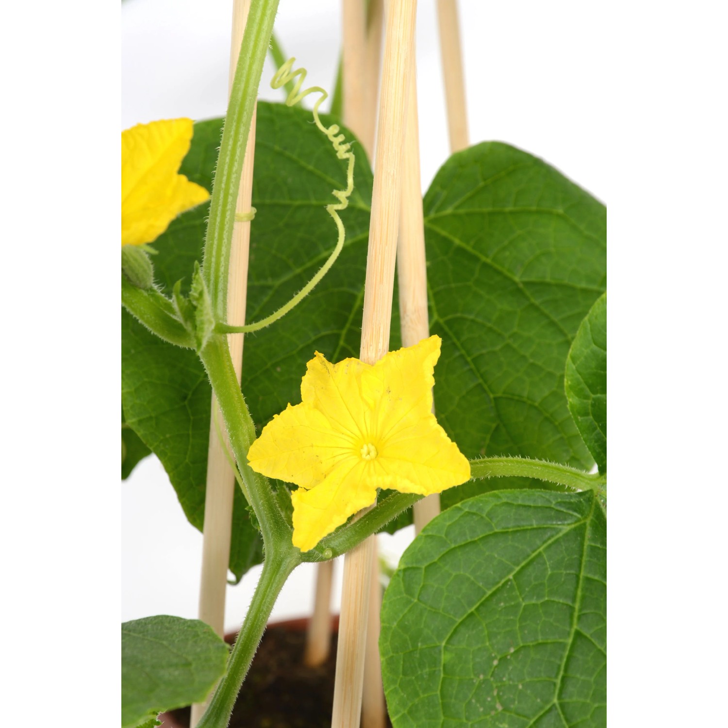 GROW by OBI Snack-Gurke Pick-&Joy im Topf mit gelber Blüte und Rankhilfe.