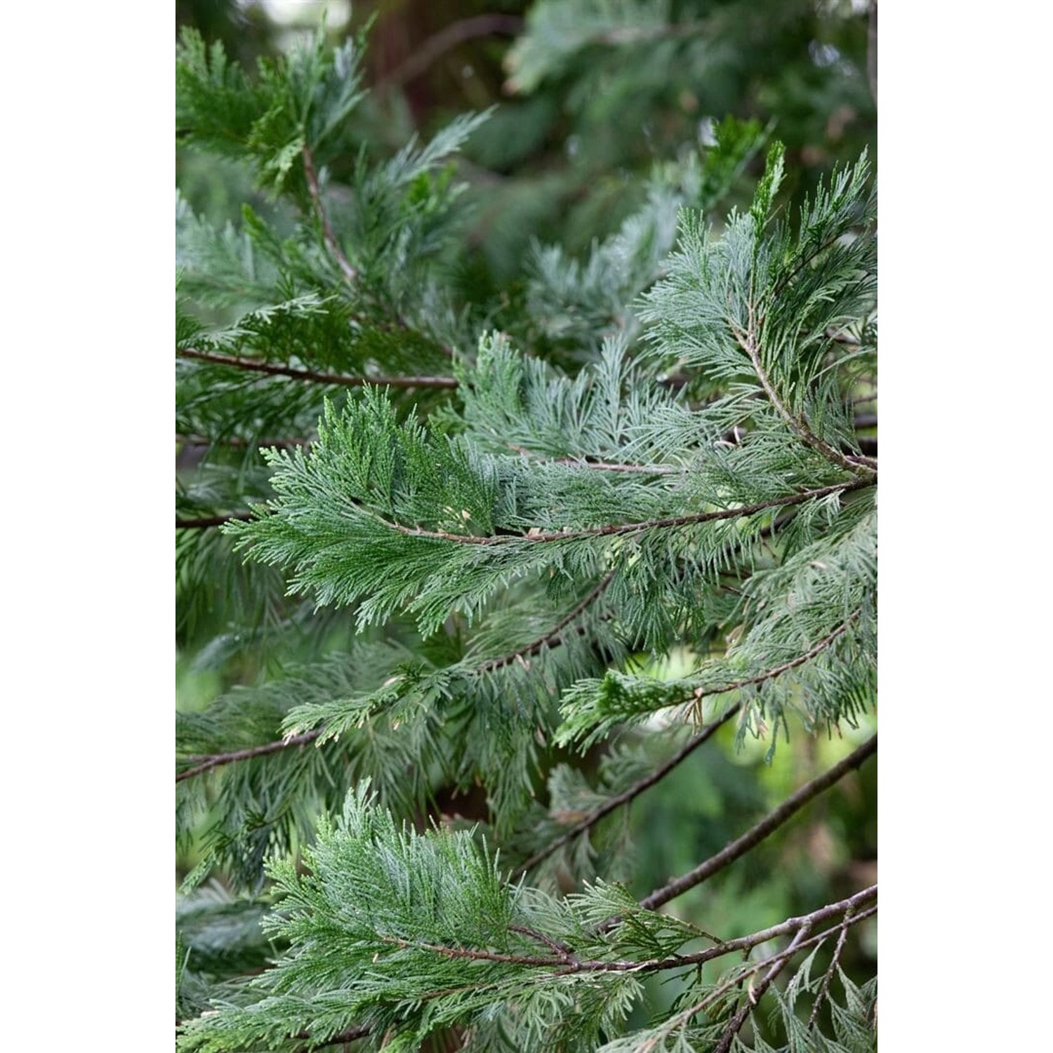Calocedrus Decurrens Weihrauchzeder Immergrün 100–125 cm günstig online kaufen