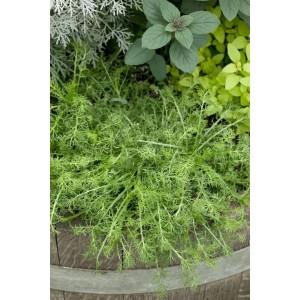 Römische Kamille 'Treneague' im Topf, ein grüner Bodendecker für sonnige Standorte.