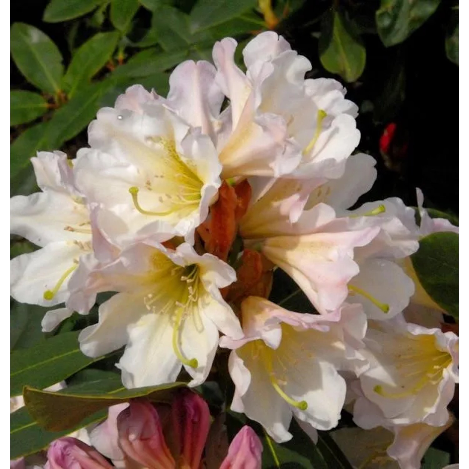 Großblumige Rhododendron Dufthecke weiß 25-30cm - Alpenrose