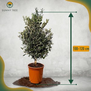 Olivenbaum 'Sunny-Tree' im Topf, 100-120 cm hoch, immergrün und winterhart bis -18°C.