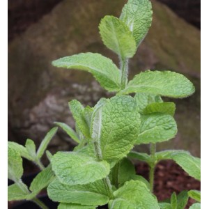 Nahaufnahme einer grünen Apfelminze (Mentha suaveolens) Staude mit behaarten Stängeln und Blättern.