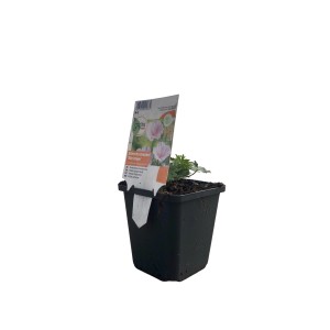 GROW by OBI Storchschnabel im 9 cm Topf, Sorte Geranium sanguineum striatum, mit zartrosa Blüte.