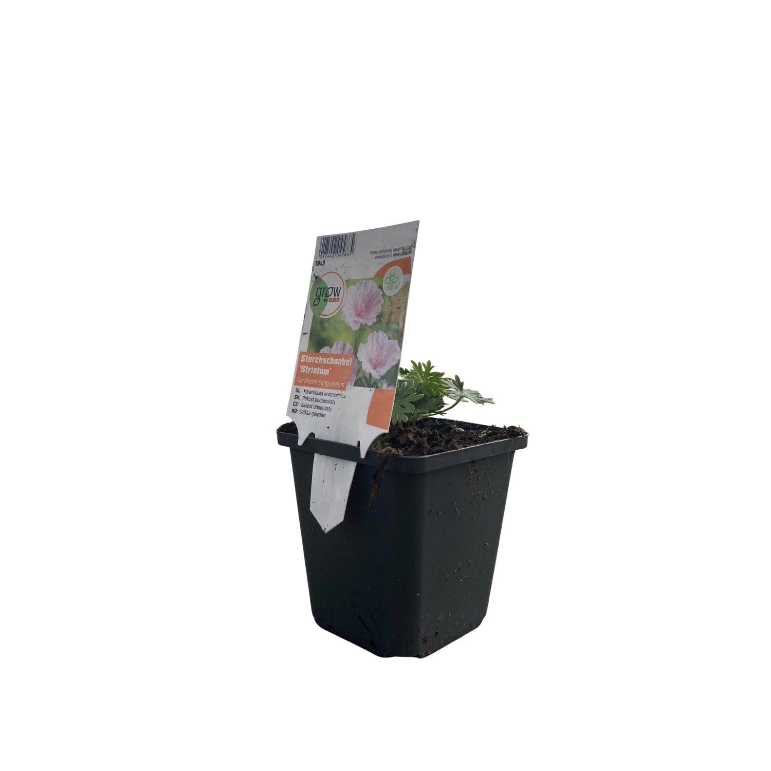 GROW by OBI Storchschnabel Topf-Ø ca. 9 cm x 9 cm Geranium sanguineum stria günstig online kaufen