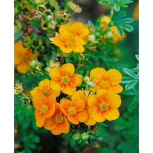 Orange-gelber Fingerstrauch 'Mango Tango' (Potentilla fruticosa) mit grünen Blättern und Blüten.