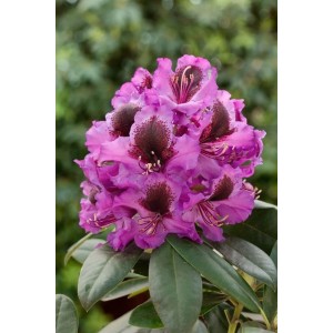 Blühender Rhododendron Hybr. Orakel mit roten Blüten und grünen Blättern.