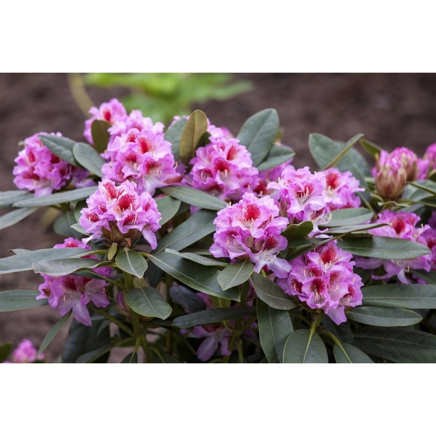 Rhododendron Hybr. Belami Rhododendron 30–40 cm günstig online kaufen