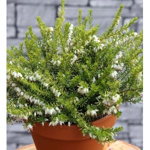 Englische Heide 'Golden Perfect' (Erica darleyensis) im Topf mit weißen Blüten.