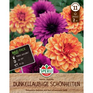 Sperli Dahlie Dunkle Schönheiten, orange und lila Blüten im Mix.
