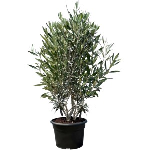 Olivenbaum Olea Europaea im Topf, 140-160 cm hoch, immergrün und winterhart bis -18°C.