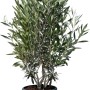 Olivenbaum Olea Europaea im Topf, 140-160 cm hoch, immergrün und winterhart bis -18°C.