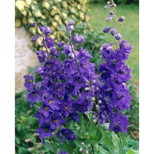 Blühender, tiefblauer Delphinium Pacific Black Knight Rittersporn im Topf.