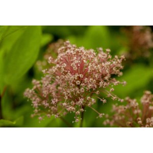 Nahaufnahme der rosa Blüten der Ceanothus Pallidus Marie Simon Säckelblume.