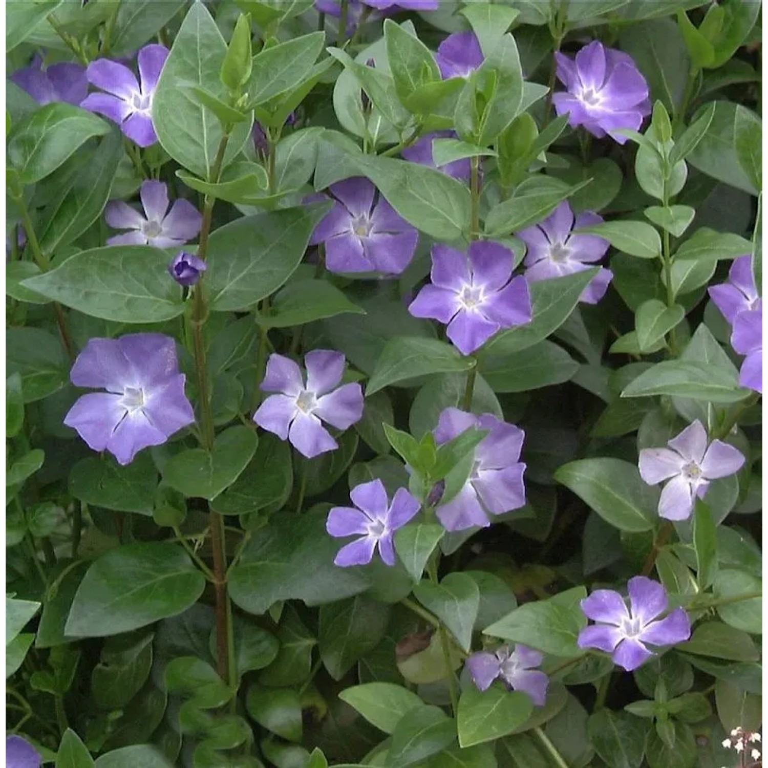 Immergrün - Vinca major