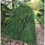 Trauer Hängefichte (Picea abies Inversa) im Garten, grüne Nadeln, hängende Zweige.