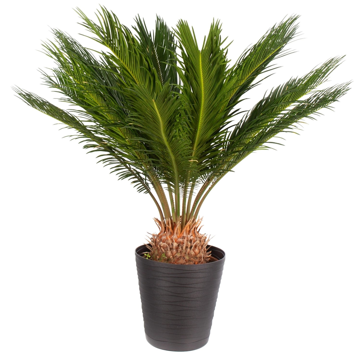 Palmfarn Höhe ca. 60 cm  Topf-ø 17 cm Cycas Revoluta günstig online kaufen