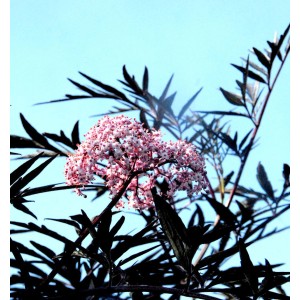 Schwarzer Holunder Cherry Lace mit rosa Blüte vor blauem Himmel.