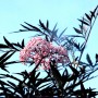 Schwarzer Holunder Cherry Lace mit rosa Blüte vor blauem Himmel.