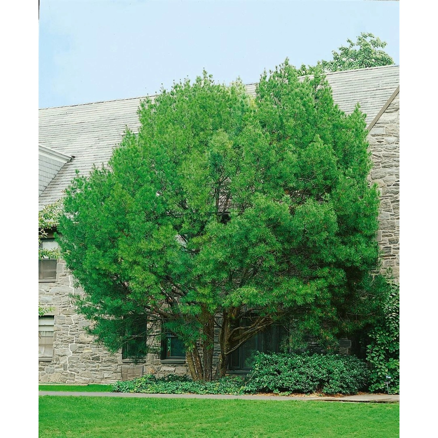 Pinus Bungeana Chinesische Weißkiefer 125–150 cm günstig online kaufen
