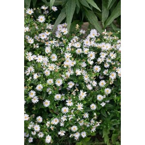 Nahaufnahme der blühenden Scheinaster 'Blue Star' im 9x9 cm Topf. Die Staude hat viele kleine, weiße Blüten.